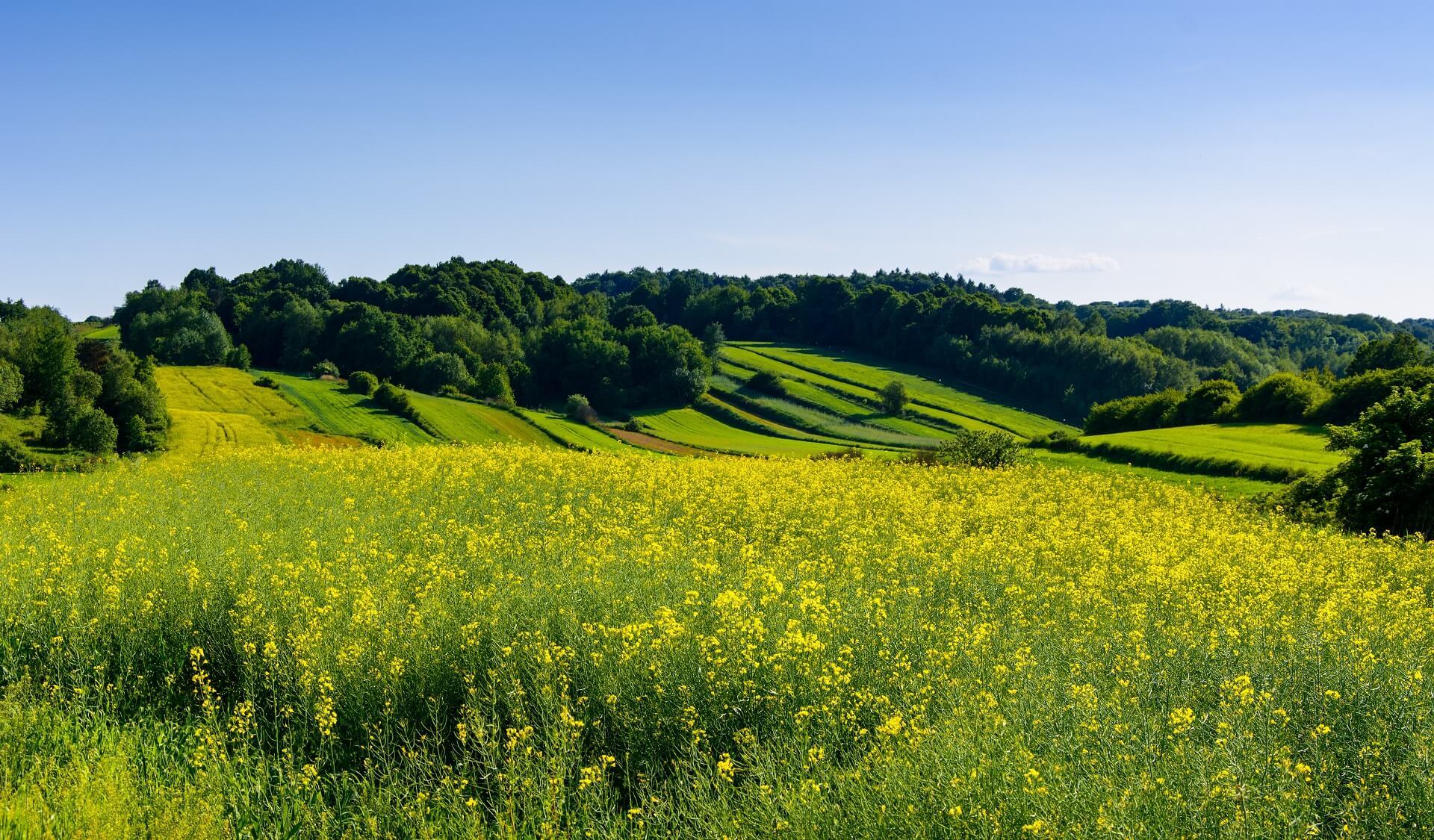 Green rolling hills and rape field in Roztocze region, Poland